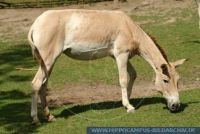 SHTFT0011 Equus hemionuskulan<br>