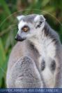 SPRFT0025 Lemur catta<br>