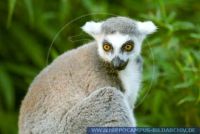 SPRFT0028 Lemur catta<br>