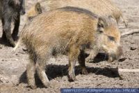 Sus scrofa, Europäisches Wildschwein, Wild boar 