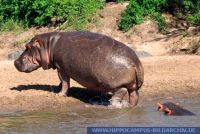 Hippopotamus amphibius, Flusspferde, Hippopotamus 