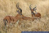 Aepyceros melampus Aepyceros melampus, Impalaantilope mit Kitz, Seronera-Loge, Serengeti, Tanzania, Impala  