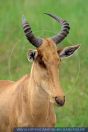 Alcelaphus buselaphus, Kongoni-Kuhantilopen, dabei Impalas,Serengeti, Tanzania, Coke's hartebeest 