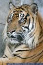 Panthera tigrissumatrae