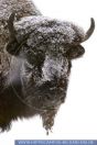Bison bisonathabascae