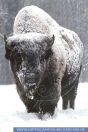 Bison bison athabascae, Waldbison, Wood Bison 