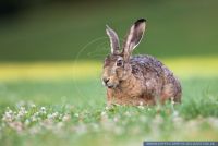 Lepus europaeus,Feldhase,European hare