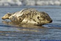 Halichoerus grypus,Kegelrobbe,Grey seal