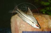 SWSFT0019 Chilodus punctatus<br>