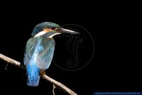 Alcedo atthis,Eisvogel,Common Kingfisher,Eurasian Kingfisher,