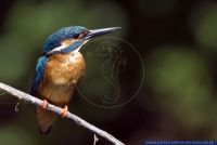 Alcedo atthis,Eisvogel,Common Kingfisher,Eurasian Kingfisher,