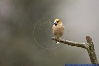 Coccothraustes coccothraustes,Kernbeisser,Hawfinch