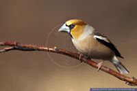 Coccothraustes coccothraustes,Kernbeisser,Hawfinch