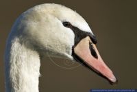 Cygnus olor,Hoeckerschwan,Mute Swan,White Swan