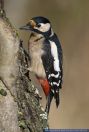 Dendrocopos major,Buntspecht,Great Spotted Woodpecker