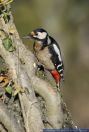 Dendrocopos major,Buntspecht,Great Spotted Woodpecker
