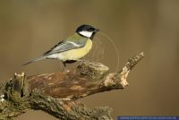 Parus major,Kohlmeise,Great Tit 