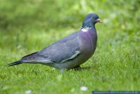 Columba palumbus,Ringeltaube,Common Wood Pigeon