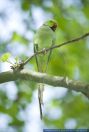 Psittacula krameri,Halsbandsittich,Rose ringed parakeet