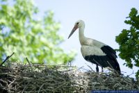 Ciconia ciconia,Wei&sect;storch,White Stork