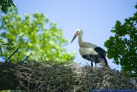 Ciconia ciconia,Wei&sect;storch,White Stork