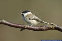 Poecile montanus,Weidenmeise,Willow Tit