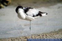 Säbelschnäbler, pied advocet, Recurvirostra avosetta