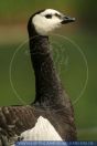 Branta leucopsis,
Wei§wangengans,
Barnacle Goose
