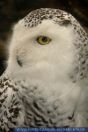 Nyctea scandiaca, Schneeeule, Snow owl 