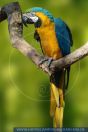 Ara ararauna, Gelbbrustara, Yellow-breasted Macaw 
