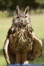 Bubo bubo, Uhu, Eurasian eagle-owl 