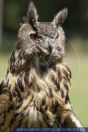 Bubo bubo, Uhu, Eurasian eagle-owl 