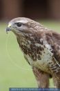 Buteo buteo, Mäusebussard, Eurasian buzzard 