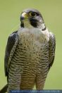 Falco peregrinus, Wanderfalke, Peregrine Falcon 