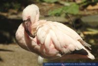 Phoeniconaias minor, Zwergflamingo, Lesser Flamingo 