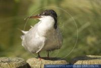 Sterna hirundo, Fluss-Seeschwalbe, Common Tern 