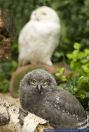 Bubo scandiacus,Schnee-Eule,Snow Owl