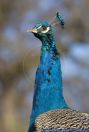 Pavo cristatus,Pfau,Indian Peafowl,Blue Peafowl, Peacock