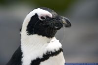 Spheniscus demersus,Brillenpinguin,African penguin