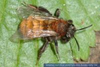 Andrena fulva, Rotpelzige Sandbiene, Tawny Mining Bee 