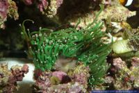 Euphyllia glabrescens, Steinkoralle, Torch Coral 