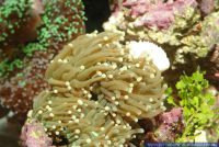 Euphyllia spec. (paraancora)?, Steinkoralle, Torch Coral 
