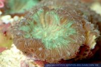 Blastomussa wellsi,
Gro§polypige Steinkoralle,
Stony coral 
