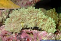 Euphyllia sp., Steinkoralle, Torch Coral 