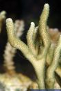 Montipora digitata, Hochwachsende Montipora, Velvet Coral 
