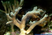 Stylophora pistillata, Griffelkoralle, Cat's Paw Coral 