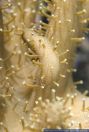 Lobophytum spec.,Fingerlederkoralle,Soft Coral, Finger Leather