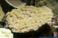 Turbinaria reniformis,Kelchkoralle,Yellow Scroll Coral