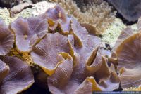 Discosoma spec.,Scheibenanemone,Mushroom Coral