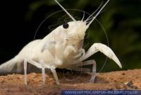 Procambarus clarkii 'White', Weisser Amerikanischer Flusskrebs, Louisiana crayfish 